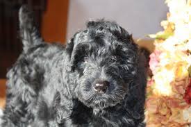 Here at ocean view labradoodles we breed miniature multigenerational australian labradoodles in the town of brookings, located on the beautiful southern oregon coast. Upcoming Litters At Fernridge Labradoodles