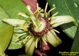 Image result for Passiflora suberosa