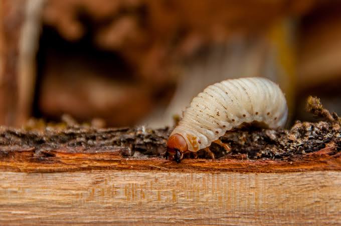 Common Woodworm Questions Answered | British Damp Proofing
