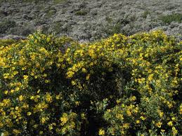 Image result for Chrysanthemoides monilifera