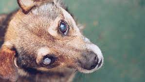 10 Signs Of Diabetes In Dogs Based On Studies