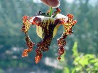 Image result for Monodora junodii