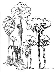 Malvorlage Regenwald A4 Gif 2480 3507 Ausmalbilder Kunstproduktion Regenwalder