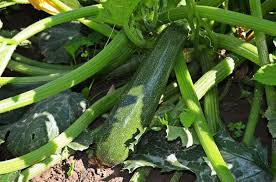 Most summer squashes now come in bush varieties, but winter squash is a vine plant and needs more space. Don T Make These 11 Zucchini Growing Mistakes Gardening Channel