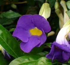 Image result for Thunbergianthus