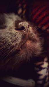 The Temptation To Boop A Snoot Is Too Strong Animal Rescue Shelters Cute Pictures Pet Adoption