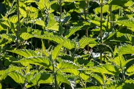 These garden weeds produce a taproot that is not very deep. 112 Common Lawn Weeds In Gardening Jimsmowing Com Au