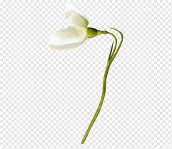 Long stem small white flowers. Flower White Small Fresh Floral Patterns Floral Geometric Pattern Plant Stem Png Pngwing
