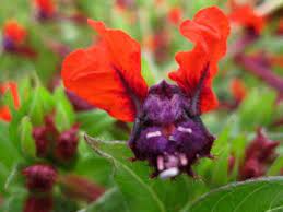 Crescent Hill Nursery Plants Perennial Plants Delphinium