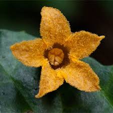 Image result for Coccinia adoensis