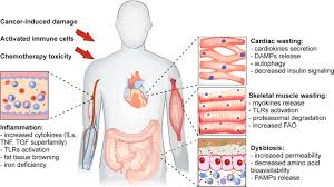 Understanding The Common Mechanisms Of Heart And Skeletal Muscle Wasting In Cancer Cachexia Oncogenesis