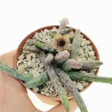 Image result for Huernia volkartii