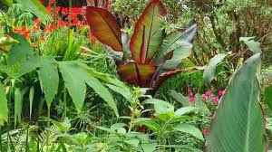 Plant proteas in a sandy potting mix and water once or twice a week. The Secrets To Growing An Exotic Irish Garden