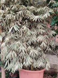 Image result for Pleioblastus fortunei