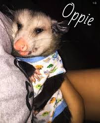 Possums are survivalists and pacifists by nature so cat owners shouldn't be. Why Do Possums Eat Kittens How Do They Hunt Them Quora