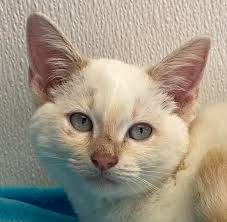 Soy loves his big brother Ziggy!!!