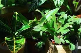 Here are some christmas cactus potting tips that will help you find success 9gitacmm3bkgm