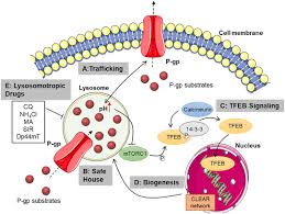 Cytotoxic t cells can induce target cells to undergo programmed cell death. Frontiers Targeting Lysosomes In Cancer As Promising Strategy To Overcome Chemoresistance A Mini Review Oncology
