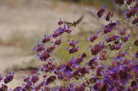Salvia 'celestial blue' (also known as celestial blue sage or las pilitas sage), is a hybrid cross between salvia clevelandii (cleveland sage or chaparral sage) and s. Salvia Celestial Blue Purple Sage