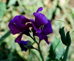 As well as shades of violet and lilac, there are plenty more purple baby names for girls out there both it means indigo when written with one kanji, but also means love if written with a different one. 62 Types Of Purple Flowers With Pictures Flower Glossary