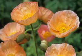 Check spelling or type a new query. 7 Vibrant Plants With Orange Flowers Horticulture Co Uk
