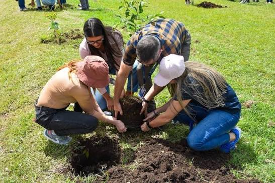 Sustitución de árboles protege a las personas y respeta al medio ambiente |  Hoy en el TEC
