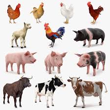 La deal repede și fără ocol, iar la vale rostogol. Animale De La Ferma Magazinul Colectionarului