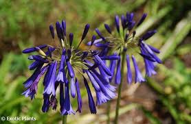 Image result for Agapanthus inapertus