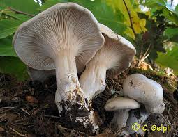 Image result for Clitopilus prunulus