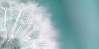 Rasen richtig pflegen vom vertikutieren bis zum. Lowenzahn Tipps Zur Bekampfung Im Rasen Sowie Entfernung Im Garten