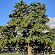 Image result for Terminalia tricristata