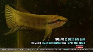 Pertama adalah ikan cupang hias, ikan ini hanya dinikmati keindannya saja. Lebih 25 Spesis Ikan Laga Di Perairan Malaysia Youtube