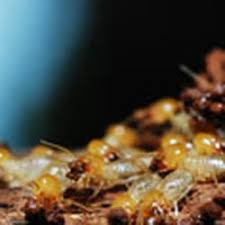 Perschel & meyer pest management is a locally owned and operated lawn, termite and pest control company proudly serving home and business owners in the greater jacksonville area for decades. Pest Control In Jacksonville Yelp