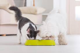 Check spelling or type a new query. 4 Dog Proof Cat Feeders To Protect Your Feline S Food