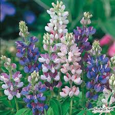 Image result for Lupinus mexicanus