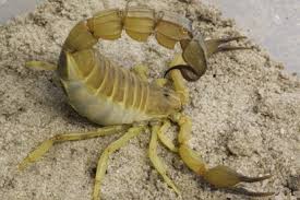 Image result for Scorodophloeus