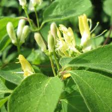 Free shipping for many products! Lonicera X Clavey S Dwarf
