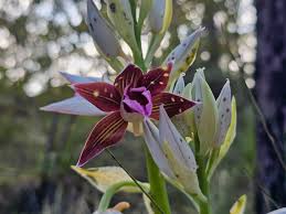 Image result for Phaius