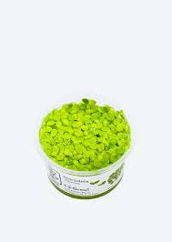 Image result for Spirodela polyrrhiza