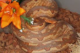 Image result for Brachyachne simonsii