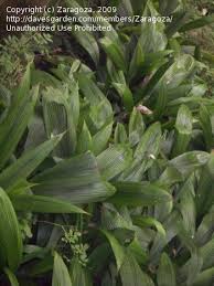 Image result for Molineria