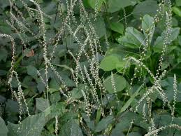 Image result for Cyathula