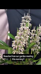 Image result for Disperis dicerochila