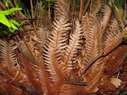 Image result for Drynaria volkensii