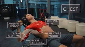 Exercise Anatomy Chest Workout Pietro Boselli Youtube Chest Workout Gym Workout For Beginners Chest Workouts