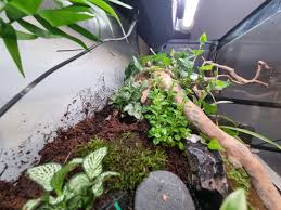 Image result for Sutera debilis