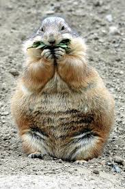 Image result for Cynomys ludovicianus obrázek