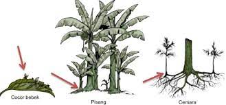 Misalnya, manusia mengembangbiakkan tumbuhan secara vegetatif. Perkembangbiakan Tumbuhan Generatif Dan Vegetatif Dosenbiologi Com