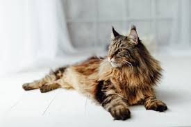Originally she was an outdoor cat, and later became a working breed who kept barns and homes clear of rodents. How Long Until A Maine Coon Is Fully Grown