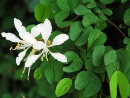 Image result for Bauhinia bowkeri